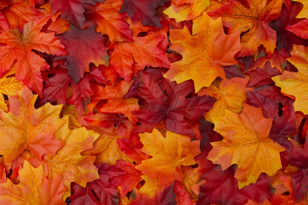 秋を表す英語 Fall と Autumn の違いとは 意味まで解説 スッキリ
