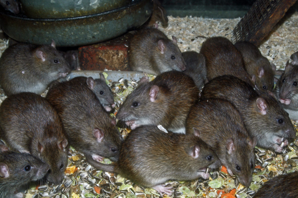 ネズミのことが良く分かる マウス と ラット の違い スッキリ