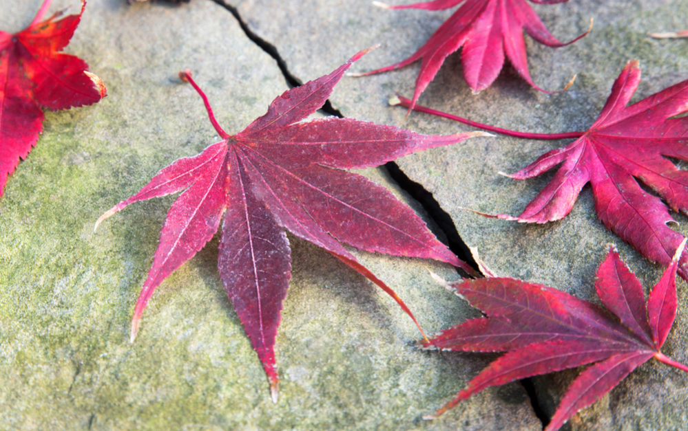 秋の風物詩 紅葉 と 楓 の違い スッキリ