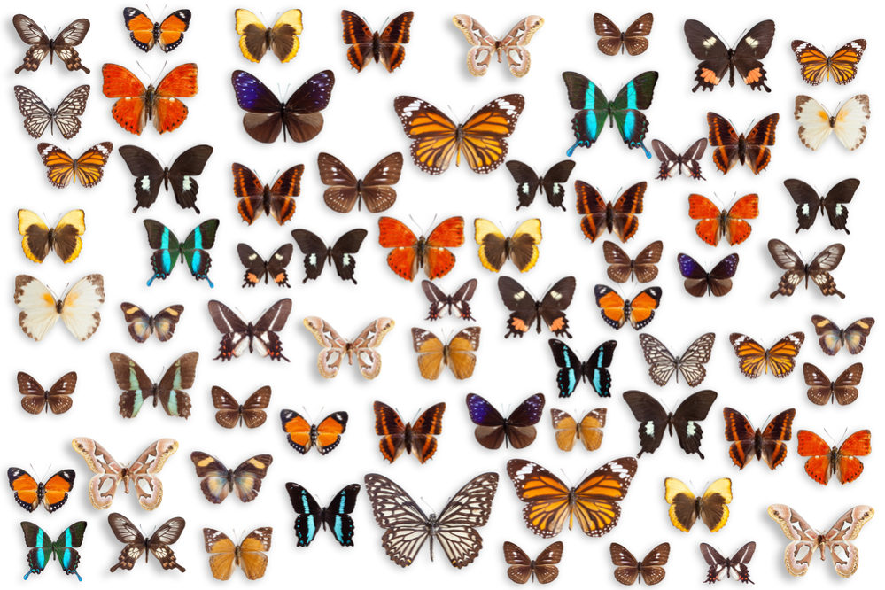 蛾 と 蝶 の8つの違いとは 羽が違う 幼虫時の見分け方はある スッキリ
