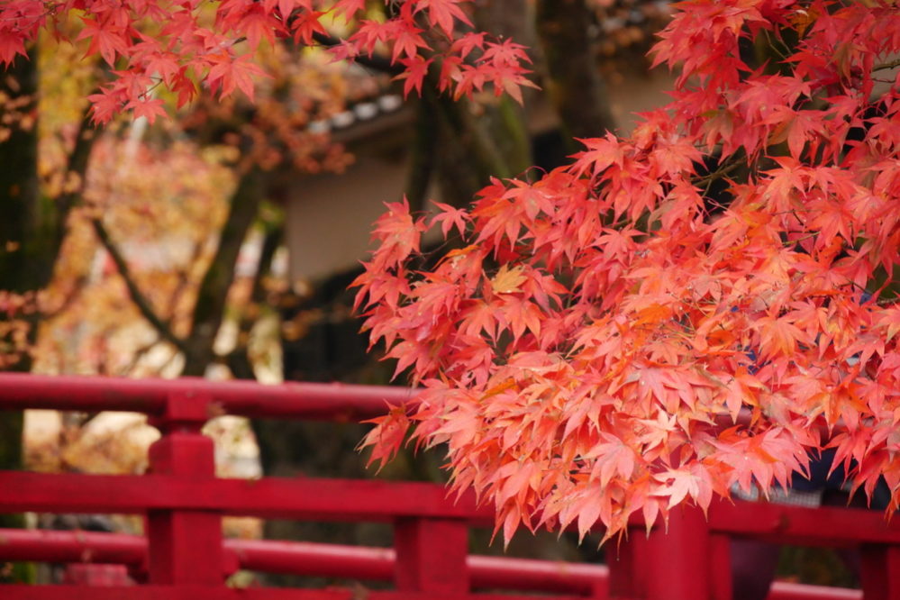 秋の風物詩 紅葉 と 楓 の違い スッキリ
