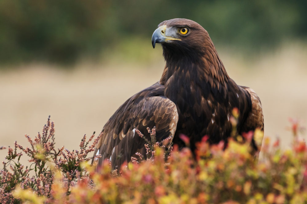 鷹 と 鷲 と 鳶 と 隼 の違いとは 大きさでの見分け方を解説 スッキリ