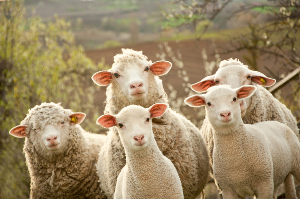 区別できる 羊 と 山羊 やぎ の違い スッキリ