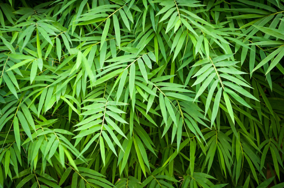 何が違うの 竹 と 笹 の違い スッキリ