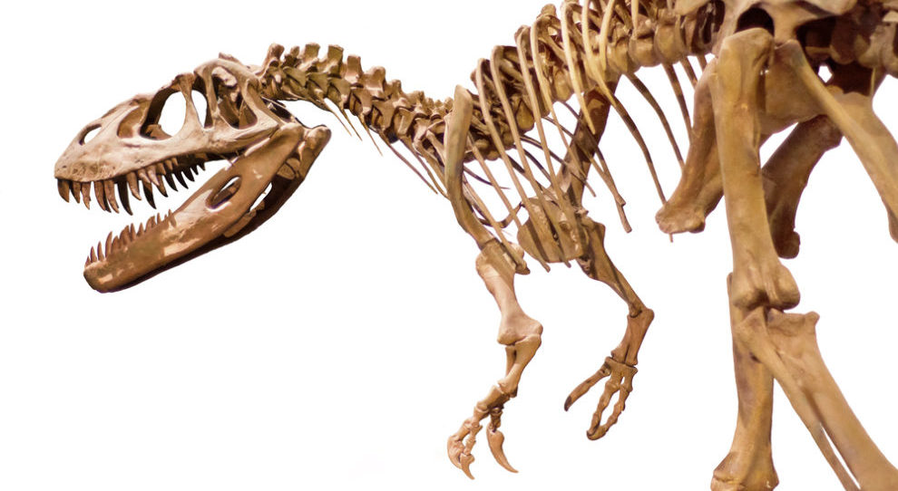 化石 と 骨 の違いとは わかりやすく解説 スッキリ