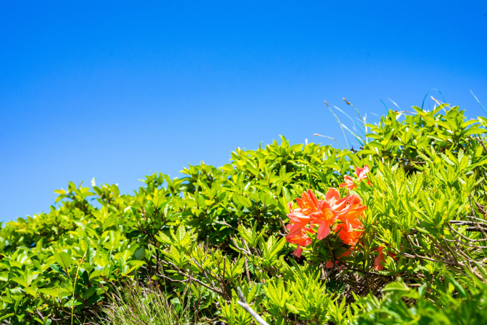 高嶺の花 の意味とは 使い方から英語や類語まで例文付きで解説 スッキリ