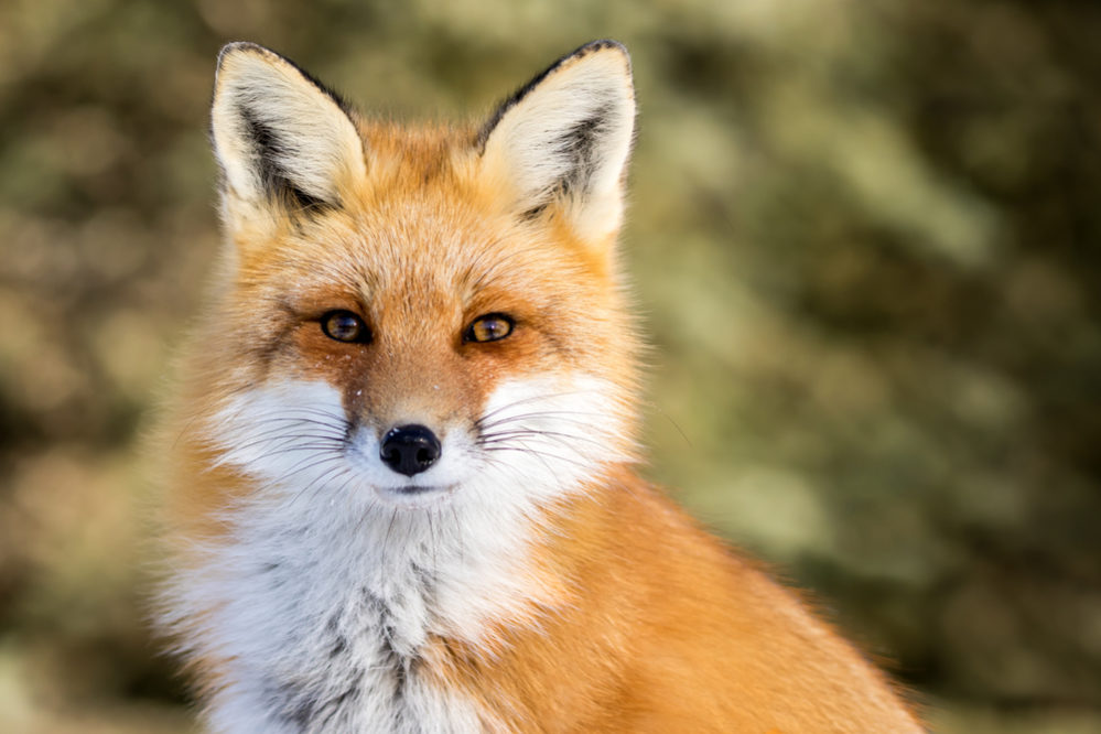 虎の威を借る狐 の意味とは 使い方から類語や英語まで例文付きで スッキリ
