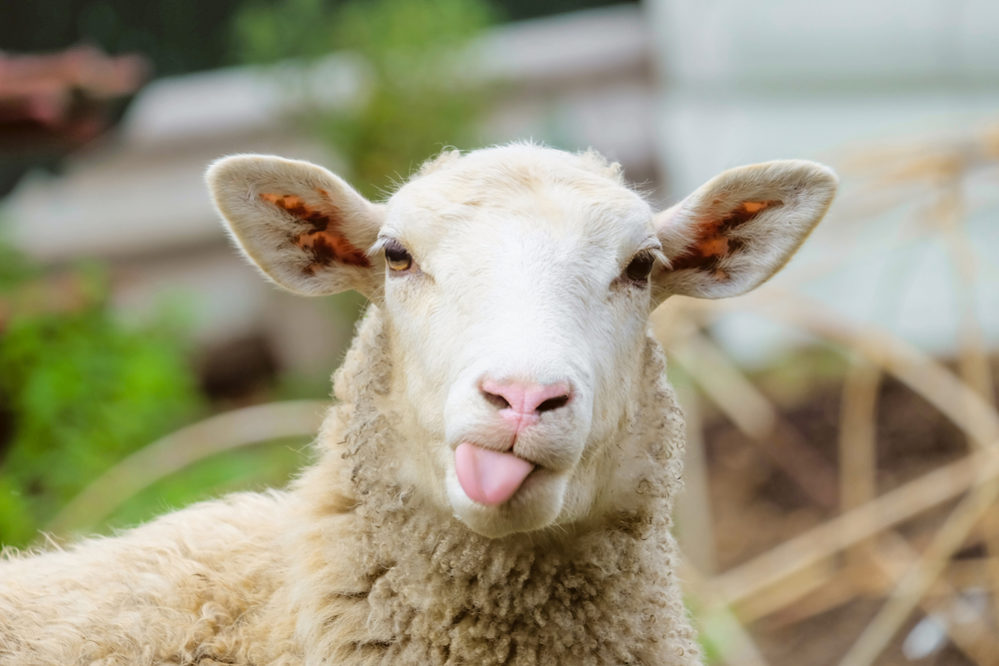 羊頭狗肉 の意味とは 使い方から類語や英語や対義語まで例文付きで スッキリ
