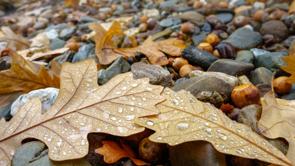 一葉落ちて天下の秋を知る の意味とは 英語や類義語まで解説 スッキリ
