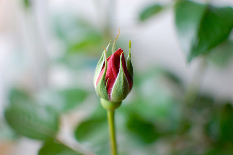  Psystarの終焉に関する報道は時期尚早のようだ