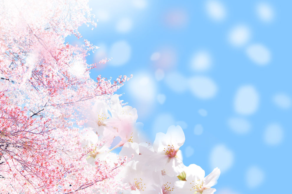 桜花爛漫 の意味とは 読み方は 使い方から英語まで例文付きで解説 スッキリ