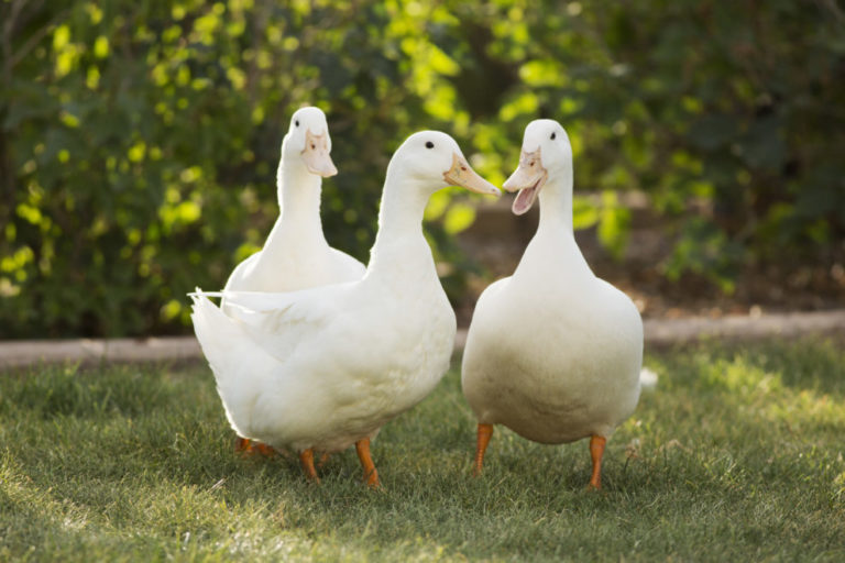 アヒルとマガモの違いは何ですか?