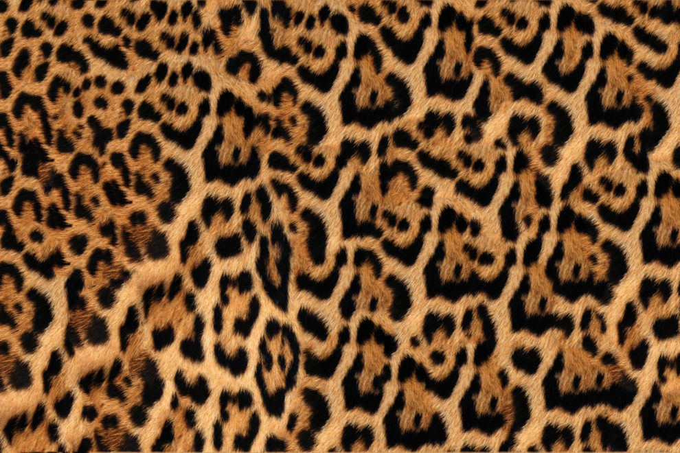 簡単に見分けられる ヒョウ と ジャガー の違い スッキリ