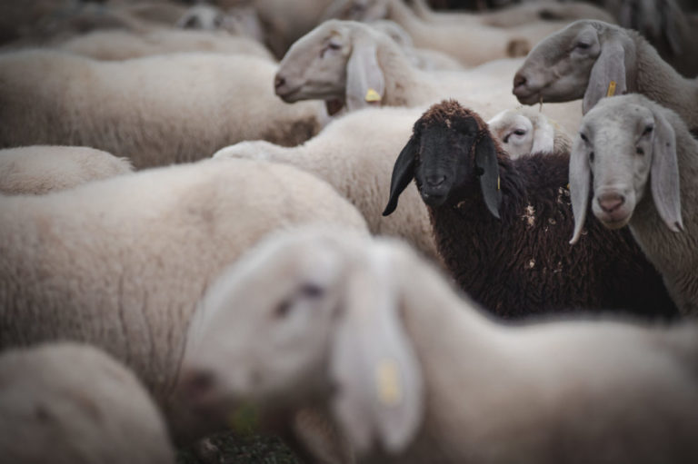 心理学用語「黒い羊効果」の意味とは？例から内集団ひいきとの関係まで スッキリ