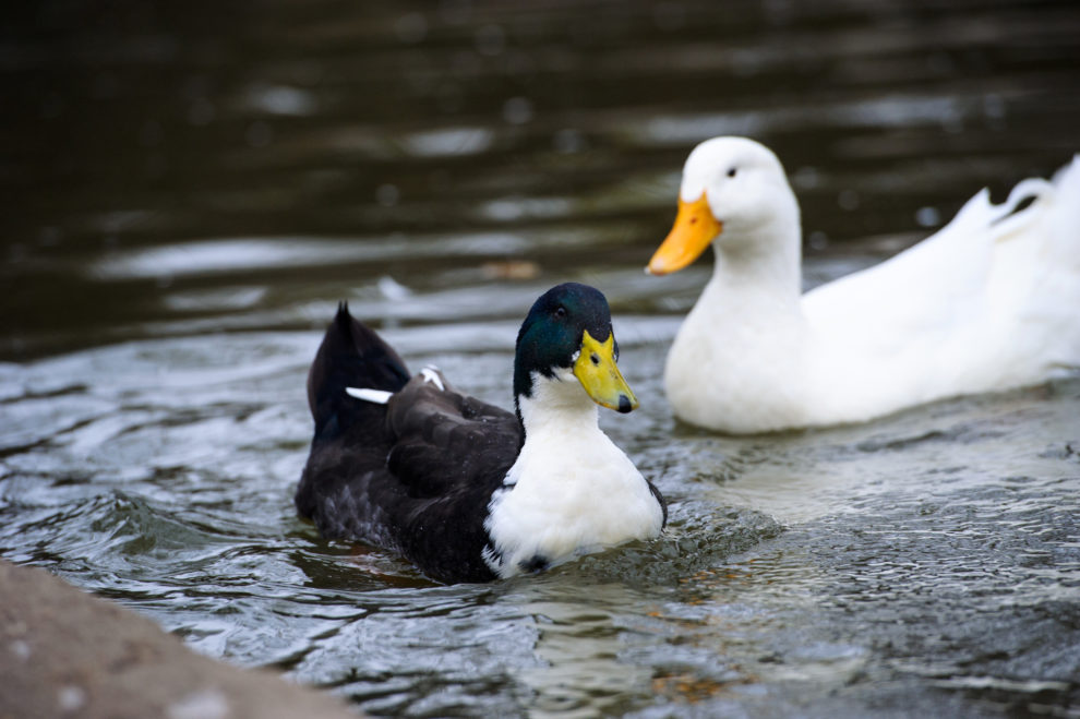 鴨 と アヒル の違いとは 合鴨 はどんな動物 スッキリ
