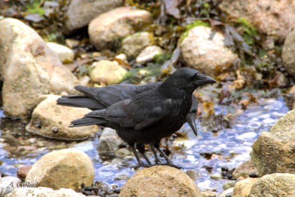 カラスの行水 とは 意味と使い方を例文付きでわかりやすく解説 スッキリ カラスの行水 とは 意味と使い方を例文付きでわかりやすく解説 スッキリ